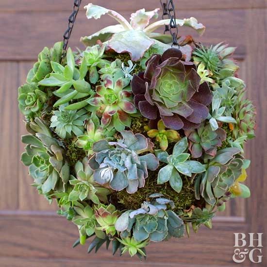 a hanging planter filled with succulents and greenery on a wooden door