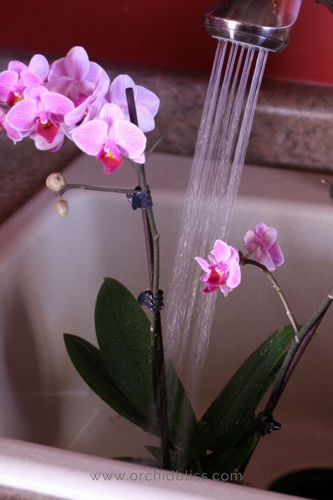 pink orchids are in the sink with water running from it's faucet