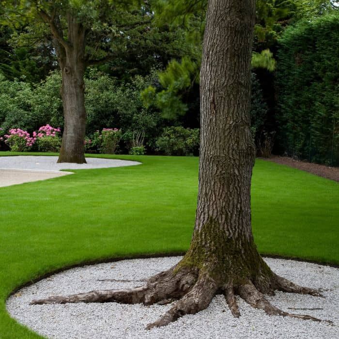 a large tree sitting in the middle of a lush green park