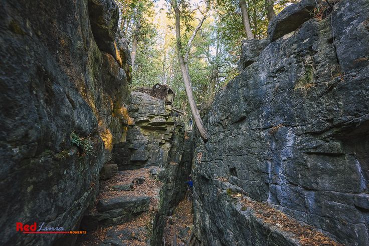 a narrow rocky path in the middle of a forest with lots of trees on both sides