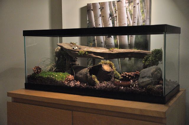 an aquarium filled with plants and rocks on top of a wooden table next to a mirror