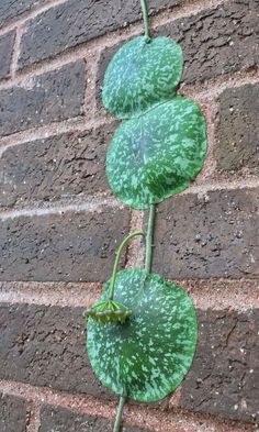 a green plant growing on the side of a brick wall