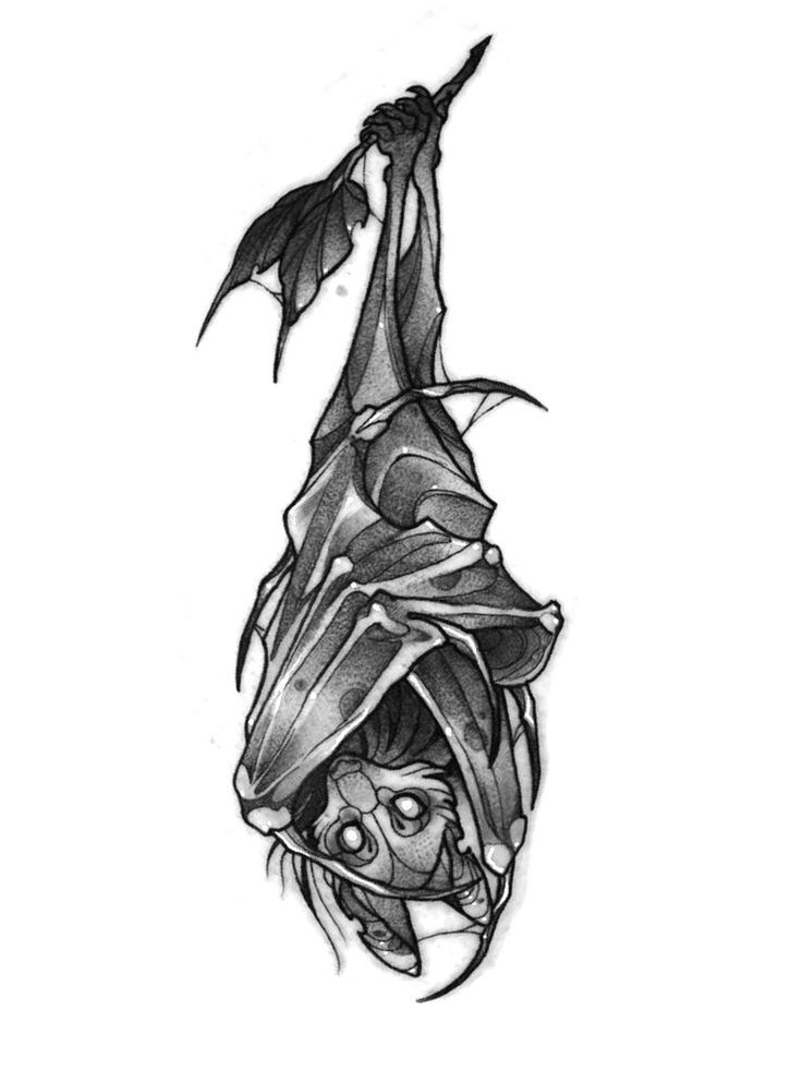 a drawing of a bat hanging upside down