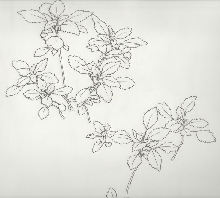 an image of some flowers on a white sheet with black and white lines in the background