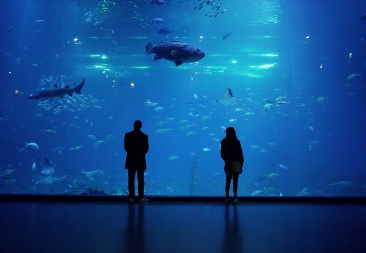 two people standing in front of an aquarium looking at the fish and other things inside