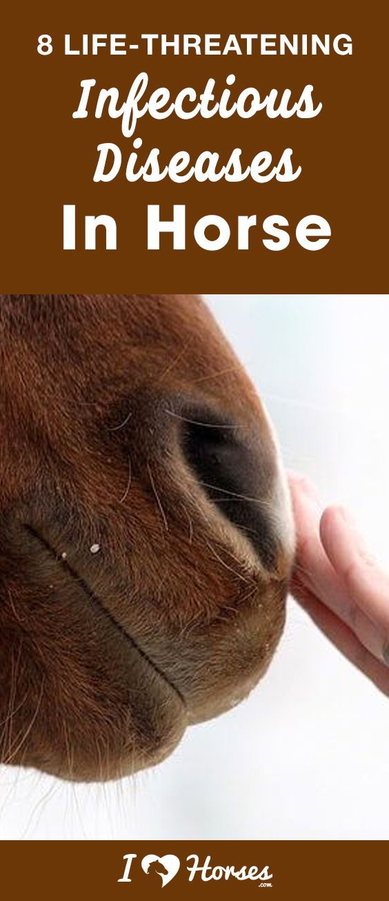 a person feeding a horse with the words, 8 life - threatening infectious diseases in horse