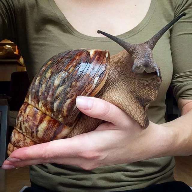 a close up of a person holding a snail