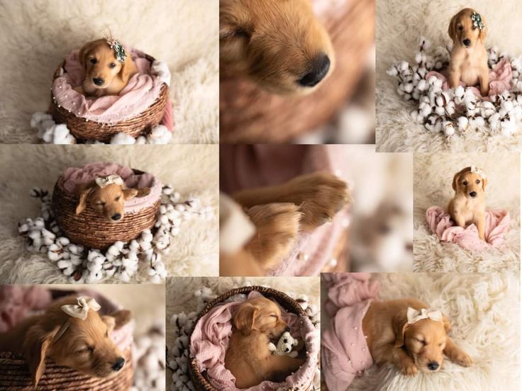 a collage of photos with a puppy in a basket on top of a blanket