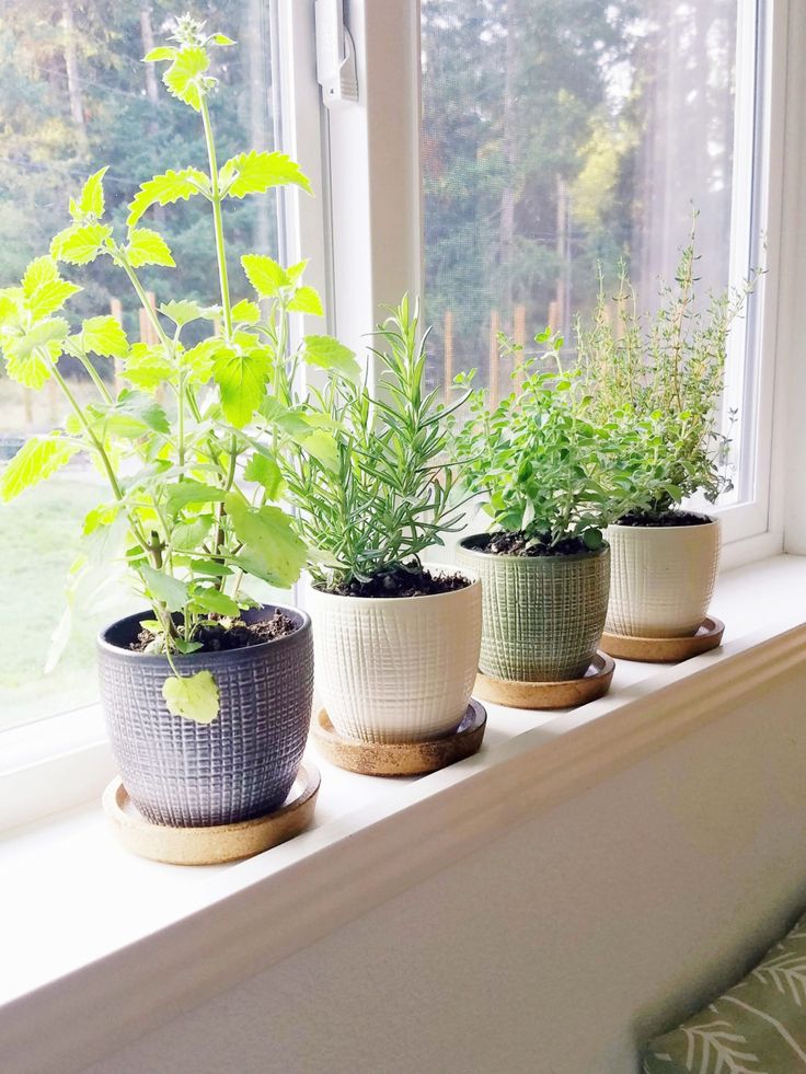 three potted plants sitting on top of a window sill