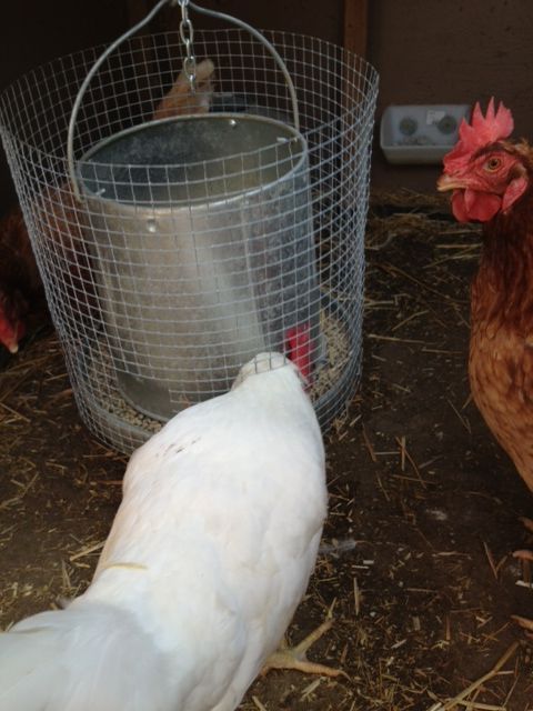 two chickens standing next to each other on the ground in front of a wire basket