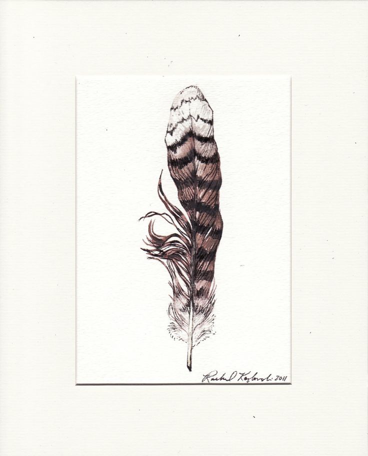 an ink drawing of a feather with long feathers on it's tip and tail