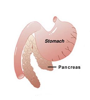 the pancreas and stomach are labeled in this diagram, which shows what it looks like