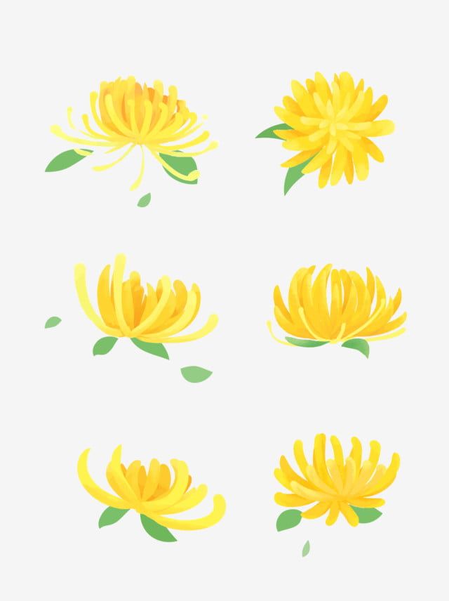 yellow flowers with green leaves and petals on white background, set of four different images