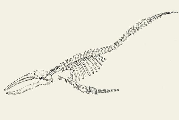 the skeleton of a dinosaur is shown in this black and white drawing by artist mark stewart