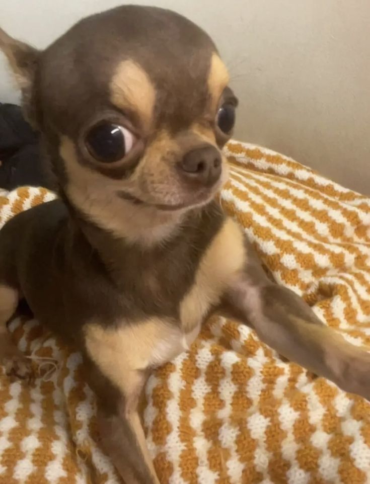 a small dog with big eyes laying on top of a bed looking at the camera