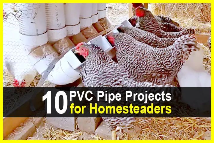 chickens in their coop with the words 10 ppc pipe projects for homeseaders