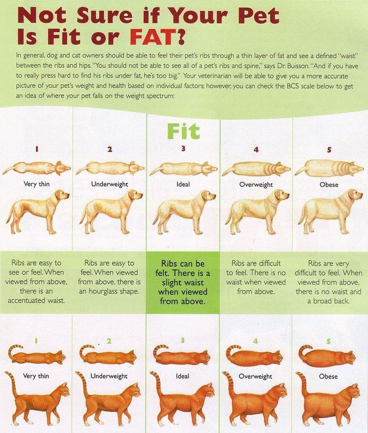 a poster explaining how to use the dog's diet