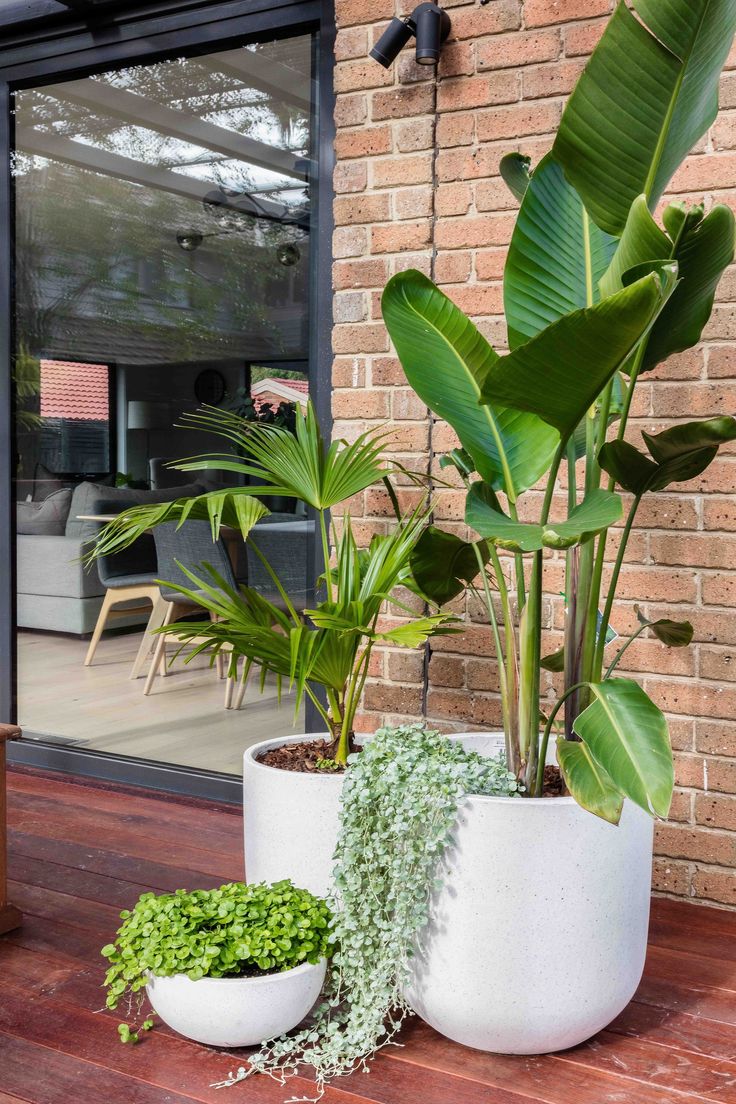 two large potted plants sitting on top of a wooden floor next to a brick wall