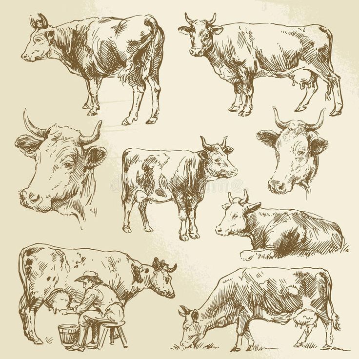 an hand drawn set of farm animals and livestock royalty freehand stock images for your design