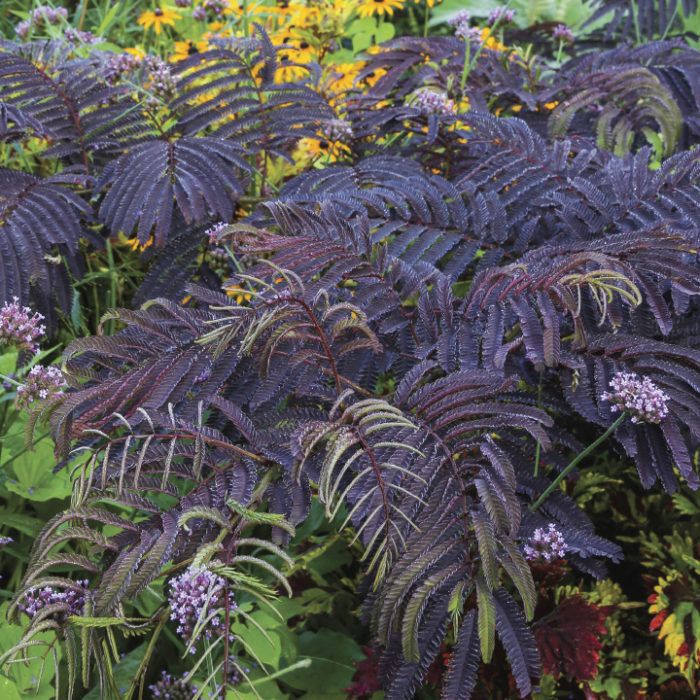 purple plants with yellow flowers in the background and green leaves on the top right side