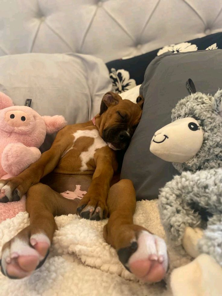 a brown and white dog laying on top of a bed next to stuffed animals