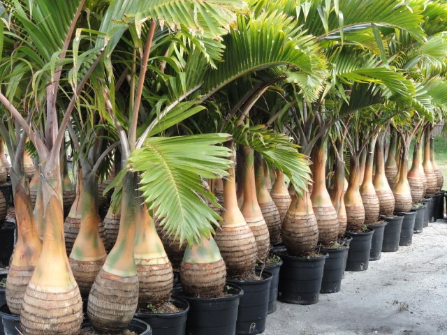 many potted plants are lined up on the ground