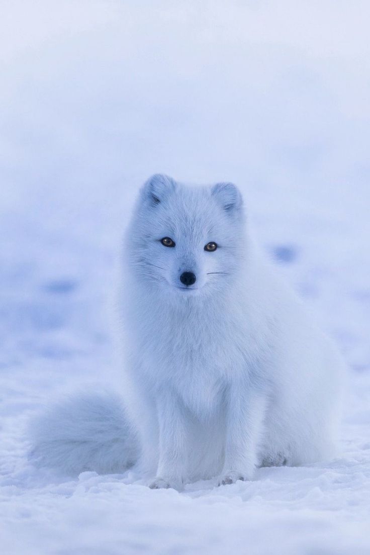 an arctic fox in the snow looking at the camera with one eye on it's face