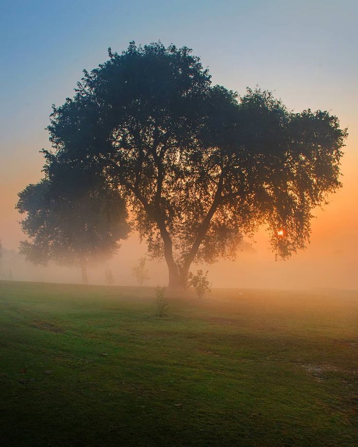 a tree in the middle of a field on a foggy day with sun shining through