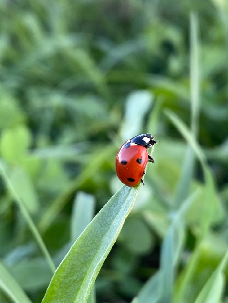 a ladybug sitting on top of a leaf in the middle of some grass