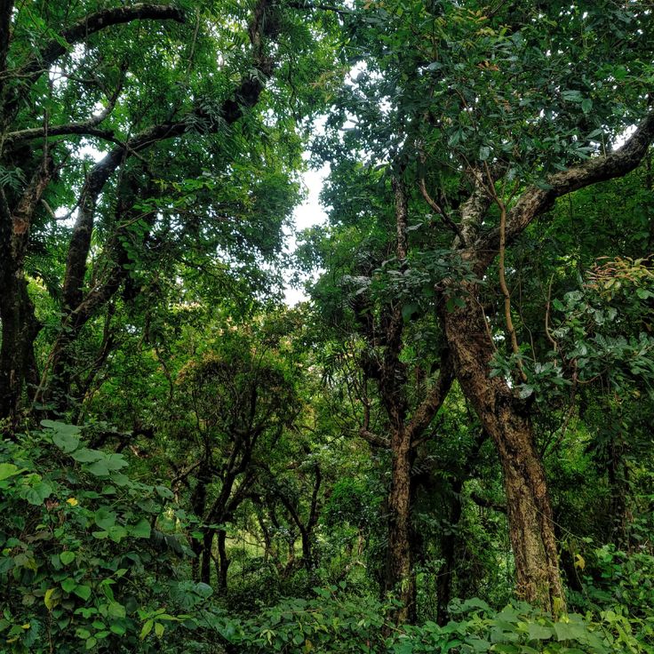 the trees are covered in thick green foliage