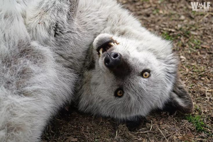 an animal that is laying down on the ground with it's eyes wide open