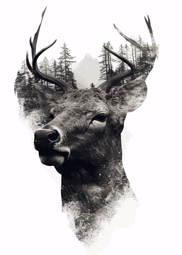 a black and white photo of a deer's head with trees in the background