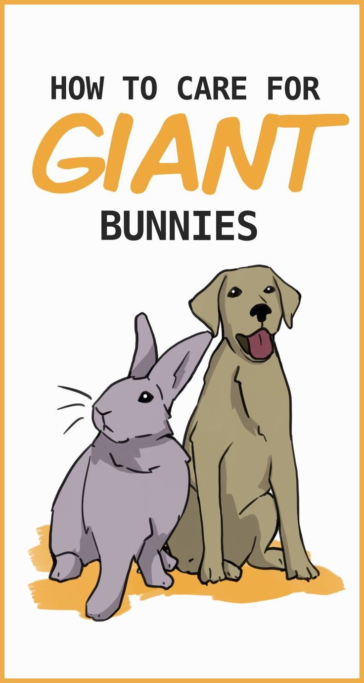 an image of two dogs and a bunny with the words how to care for giant bunnies