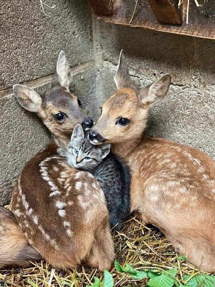 two baby deers are cuddling together in the hay next to a wall and grass