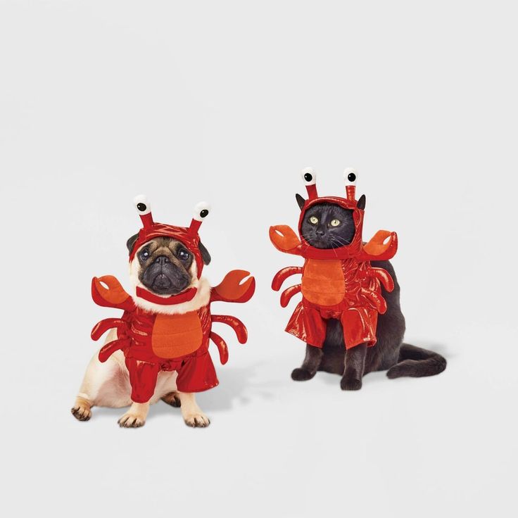 two small dogs dressed up as lobsters, one black cat and one brown dog