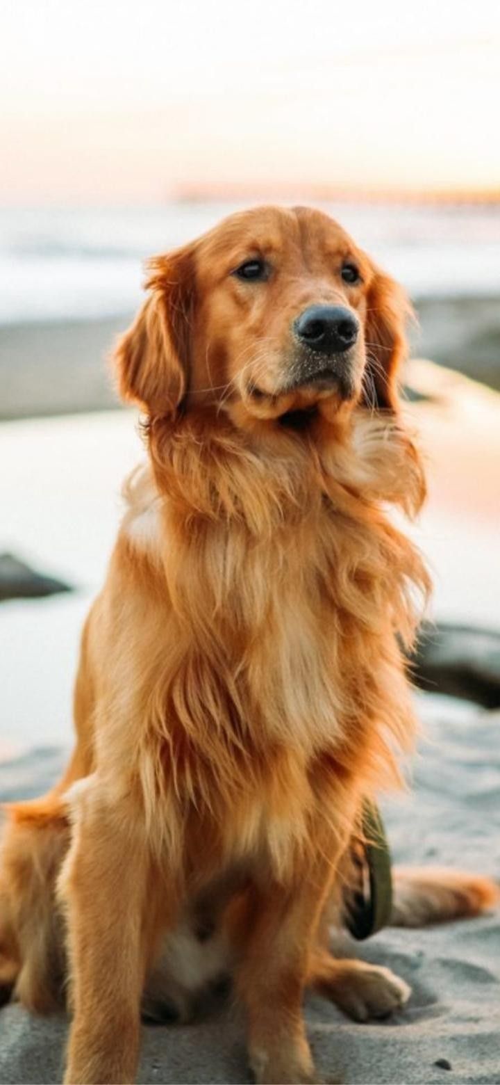 a brown dog sitting on top of a sandy beach