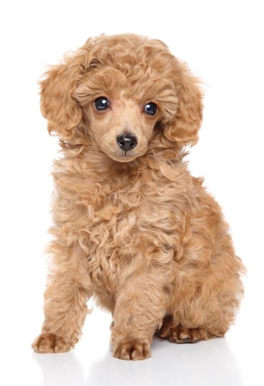 Red Toy Poodle Puppy, Poodle Grooming Styles, Toy Poodle Training, Poodle Puppy Cut, Toy Poodle Apricot, Red Toy Poodle, Teddy Bear Poodle, Poodle Cute, Blue Point Siamese