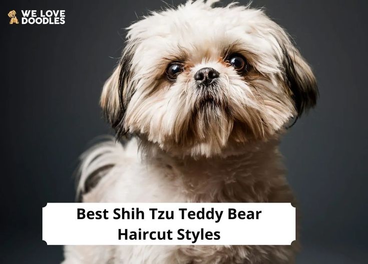 shih tzu teddy bear haircut styles for men and women in the uk