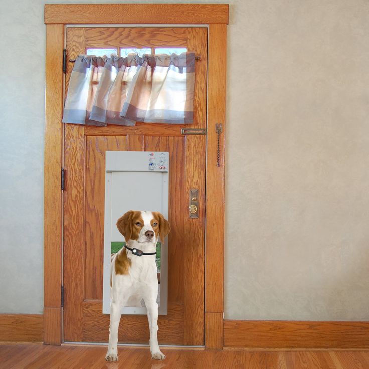 a brown and white dog standing in front of a door with a curtain on it's side