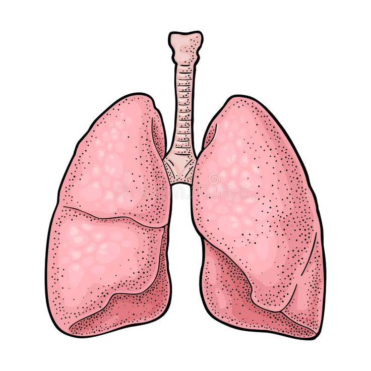 an illustration of the human lungs on a white background royalty image for medical purposes stock illustration