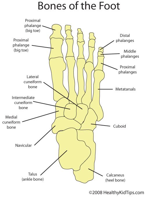 the bones of the foot with labels on each bone and their corresponding parts labeled below