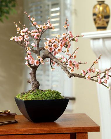 a bonsai tree with pink flowers in a black pot