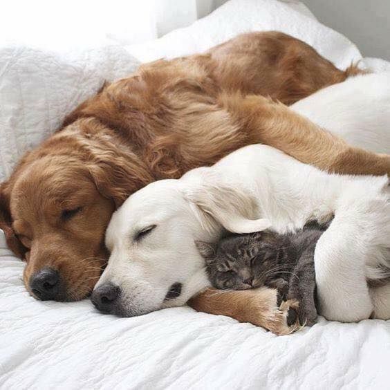 a dog and cat are sleeping together on the bed