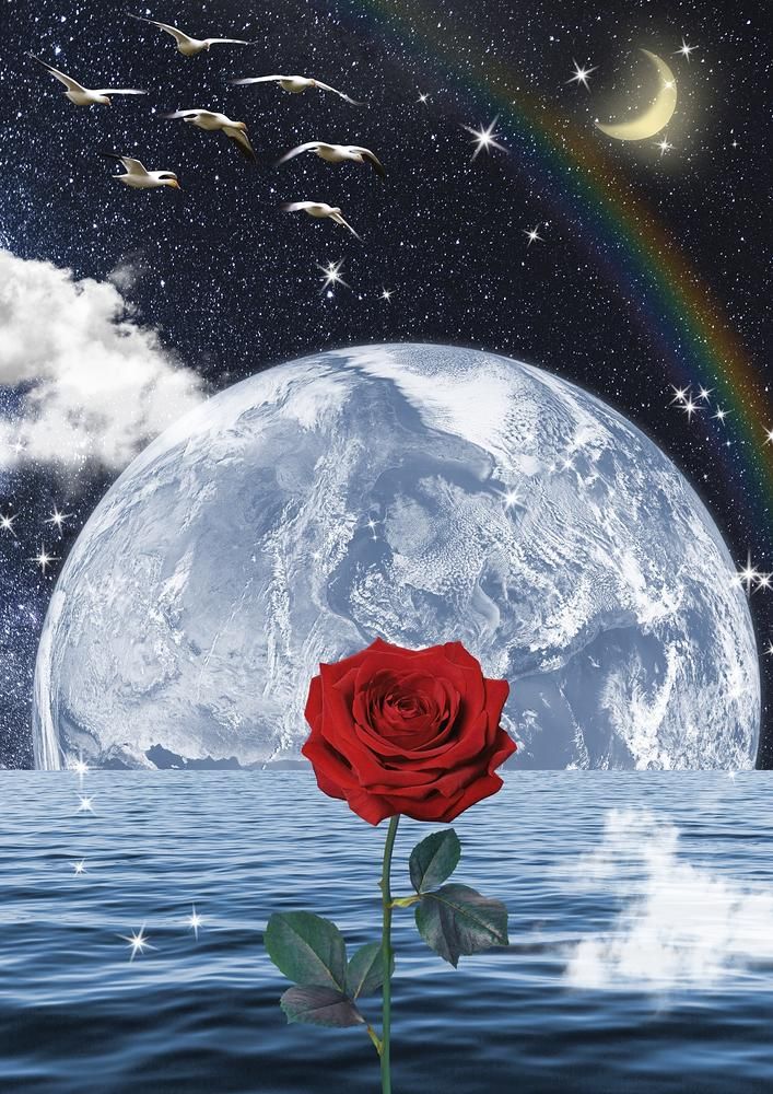 a red rose sitting on top of a body of water under a rainbow filled sky