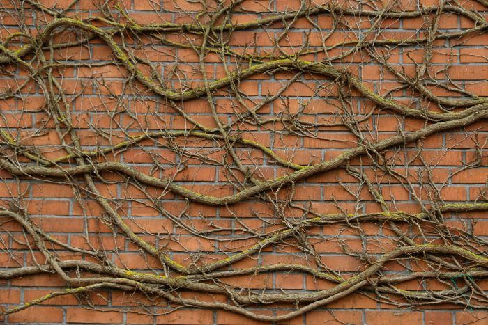 vines growing on the side of a brick wall in front of a red brick building