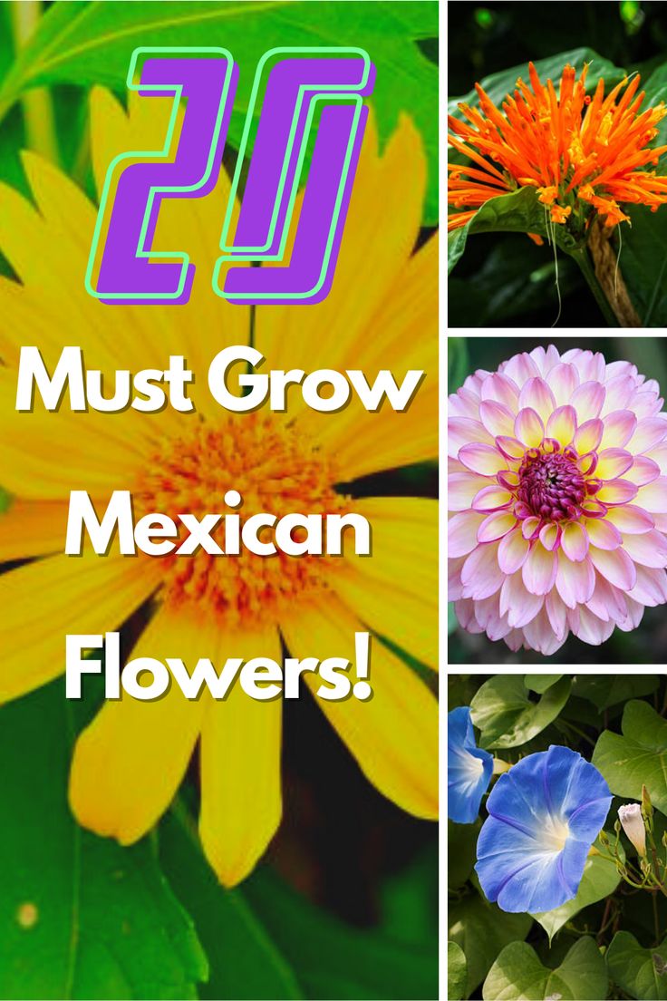 flowers with the words'20 must grow mexican flowers'in different colors and sizes