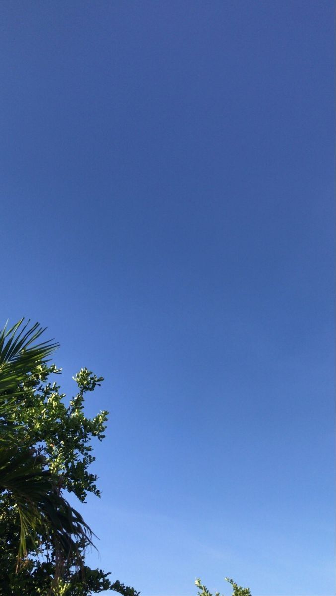 an airplane is flying high in the sky above some trees and bushes on a sunny day