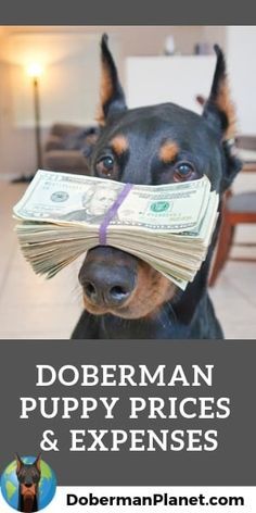 a dog with money in its mouth and the caption dobermanman puppy prices & expenies