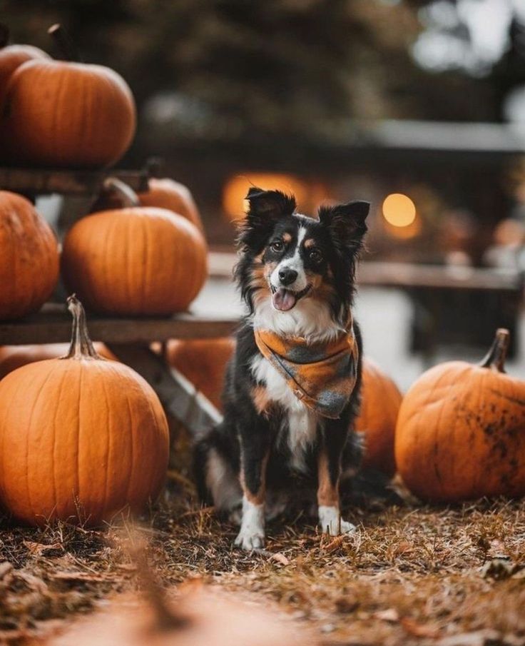 a dog is sitting in front of pumpkins