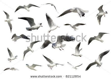 a flock of seagulls flying in the sky with their wings spread wide open